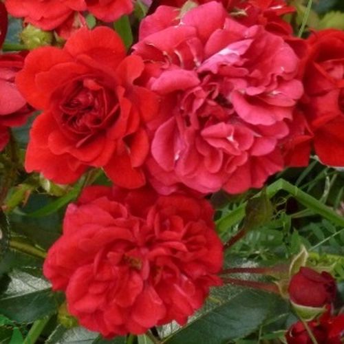 Rozen bestellen en bezorgen - bodembedekkende rozen - rood - Rosa Hello® - geurloze roos - Alain Antoine Meilland - -